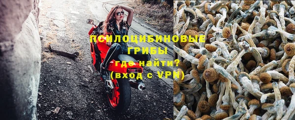 PSILOCYBIN Кедровый