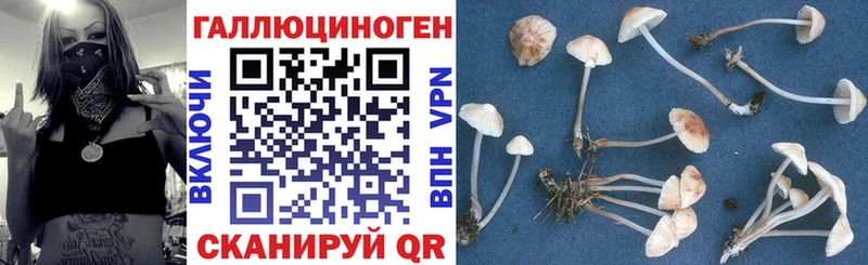 Купить закладки  Ипатово  Псилоцибиновые грибы мицелий 